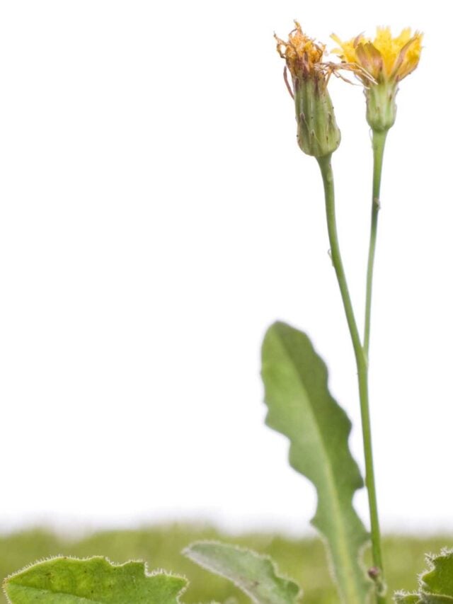 Ecofriendly weed barriers for your garden Amanda Seghetti