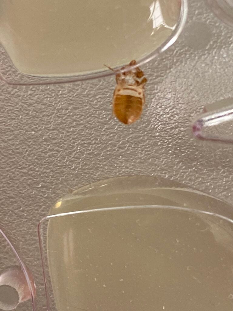 Inspiring Found One Bed Bug Gallery